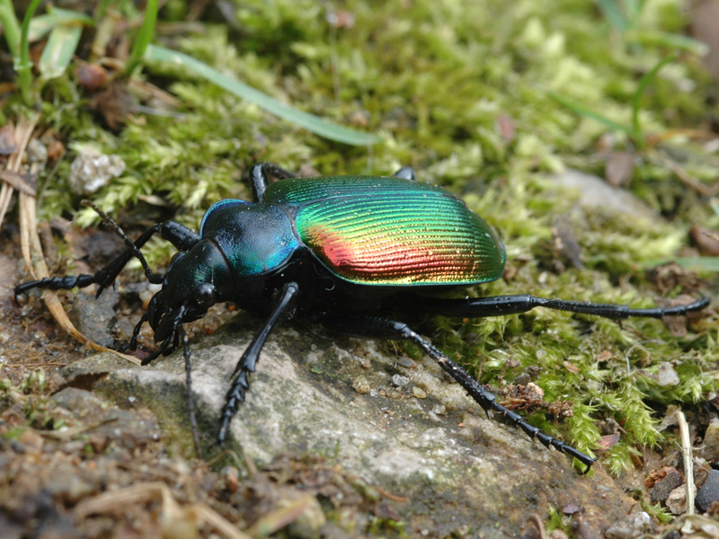 Calosoma sycophanta e C.inquisitor